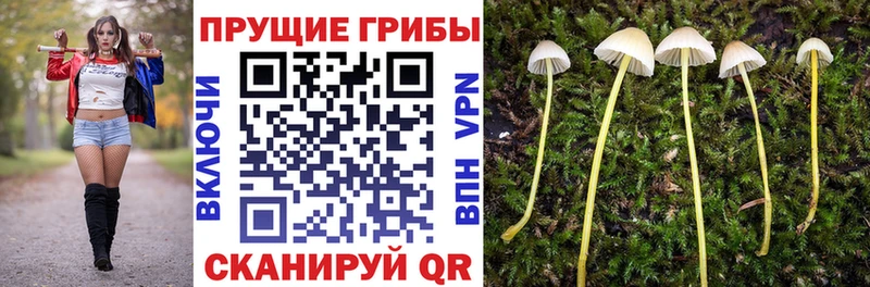 Галлюциногенные грибы Cubensis Дзержинский